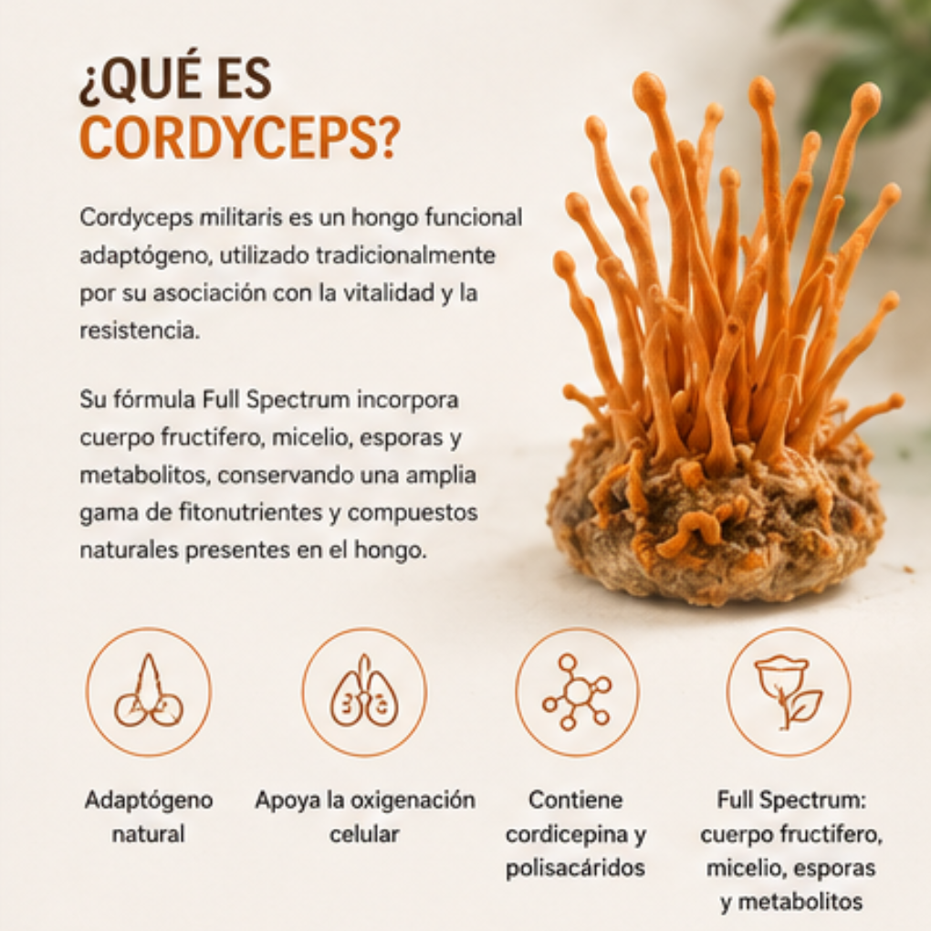 Cordyceps FNL 60 Cápsulas | Cordyceps Militaris